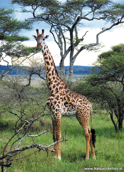 ansichtkaart Masai Giraffe (AF002)