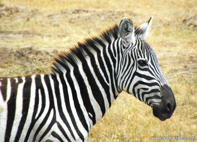 ansichtkaart zebra (AF003)