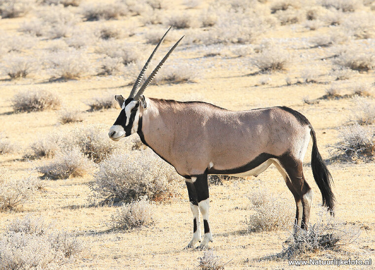 ansichtkaart spiesbok (AF009)