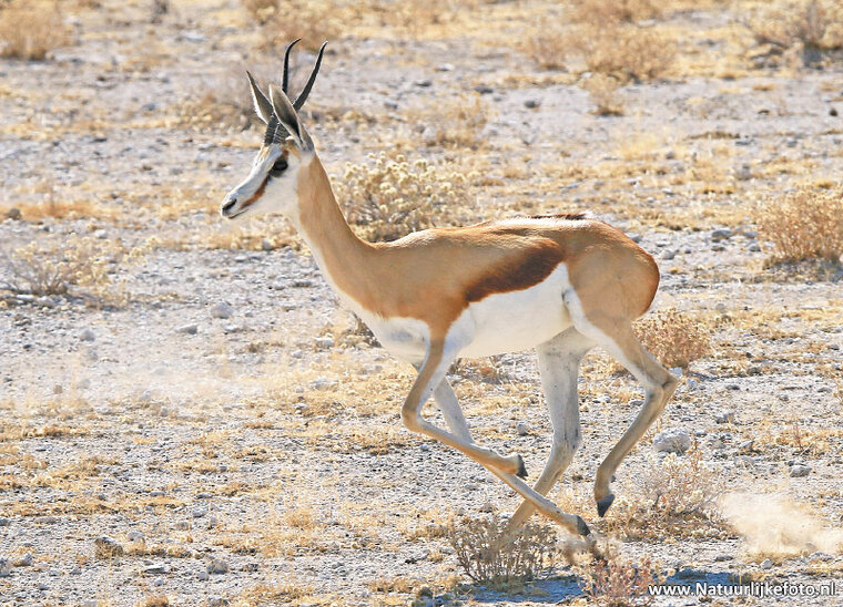 ansichtkaart springbok (AF011)