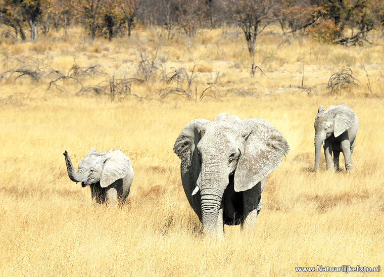 ansichtkaart Afrikaanse olifant (AF015)