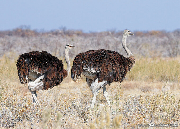 ansichtkaart struisvogels (AF016)