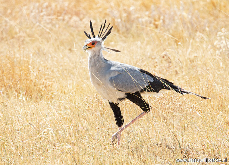 ansichtkaart secretarisvogel (AF014)