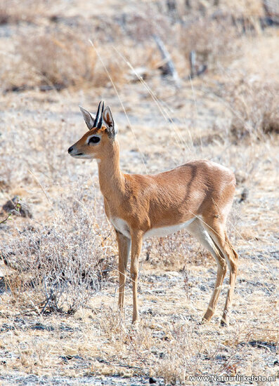 ansichtkaart steenbok antilope (AF027)