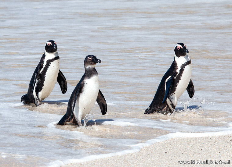 ansichtkaart zwartvoet pinguïns (AF017)