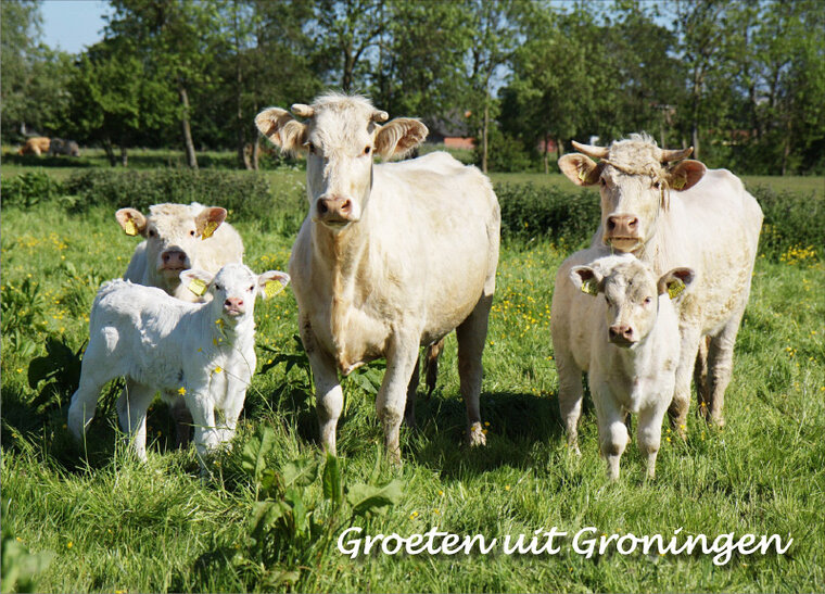 Ansichtkaart groeten uit Groningen (GR001)