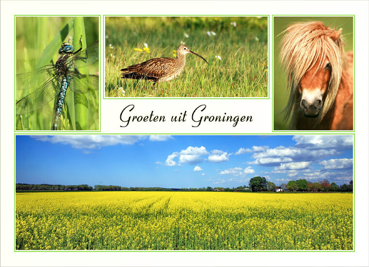 Ansichtkaart groeten uit Groningen (GR006)