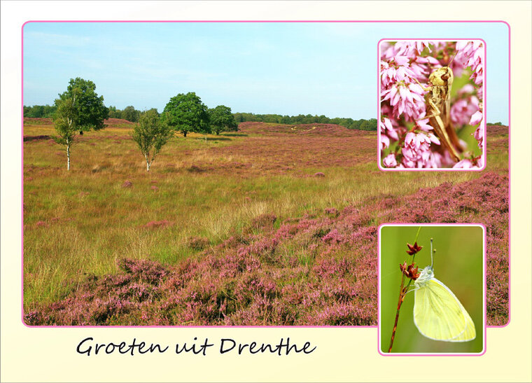 ansichtkaart heide in Drenthe (DR010)