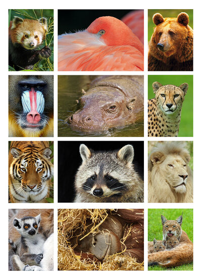 Kaarten set dierentuin dieren  - set met 12 dierenkaarten (nr. 23)