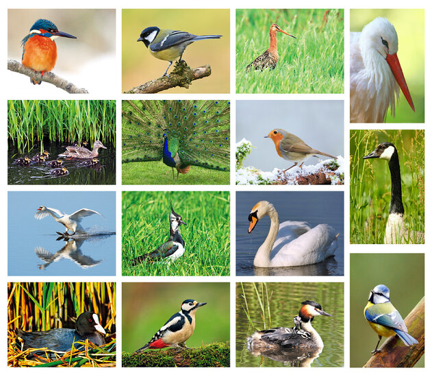ansichtkaarten vogels - set van 15 vogelkaarten (nr. 24)