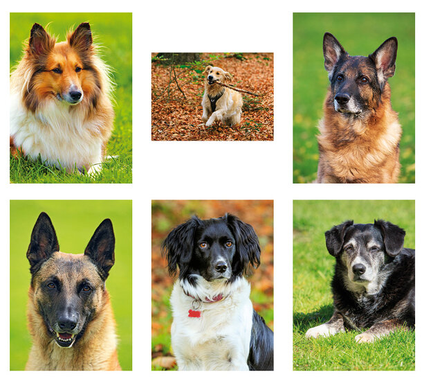 ansichtkaarten honden - honden kaarten