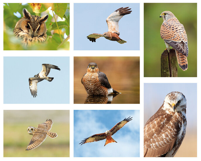 Roofvogels en uilen ansichtkaarten - set met 8 kaarten (nr. 120)