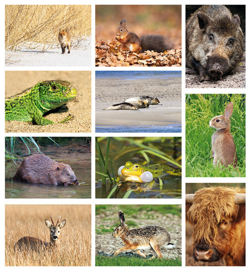 ansichtkaarten set dieren in Nederland - set met 11 kaarten (nr.115)