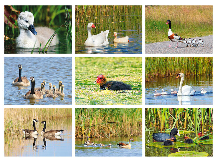 ansichtkaarten vogels - set van 9 water vogelkaarten (nr.106)