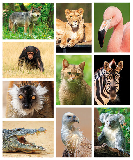 ansichtkaarten set dierentuin dieren - set met 10 dierenkaarten (nr.101)
