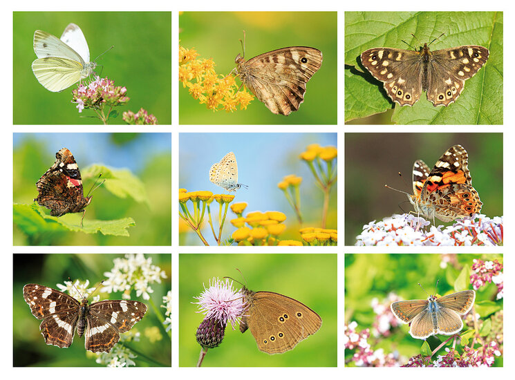 Vlinder ansichtkaarten - set met 9 kaarten (nr. 97)