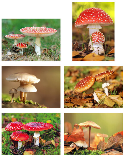 Paddestoelen kaartenset - set met 6 kaarten (nr. 85)