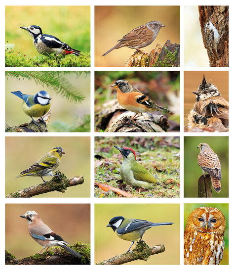 ansichtkaarten vogels - set van 12 vogelkaarten (nr. 80)