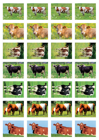 Beloningsstickers koeien - 28 stickers op een vel (SV035)