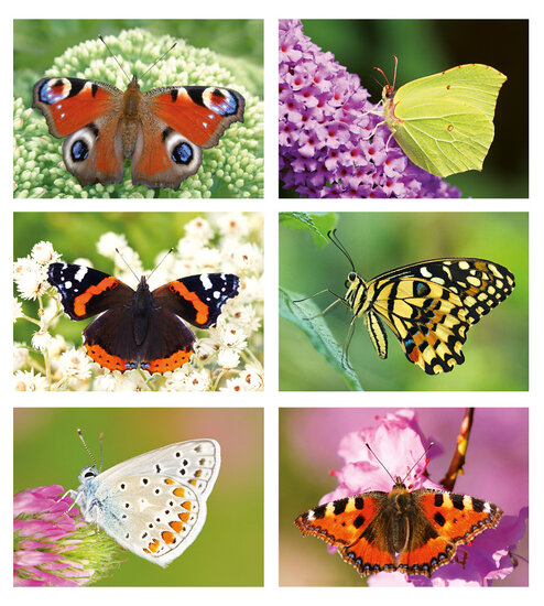 Vlinder ansichtkaarten - set met 6 vlinder kaarten (nr. 47)