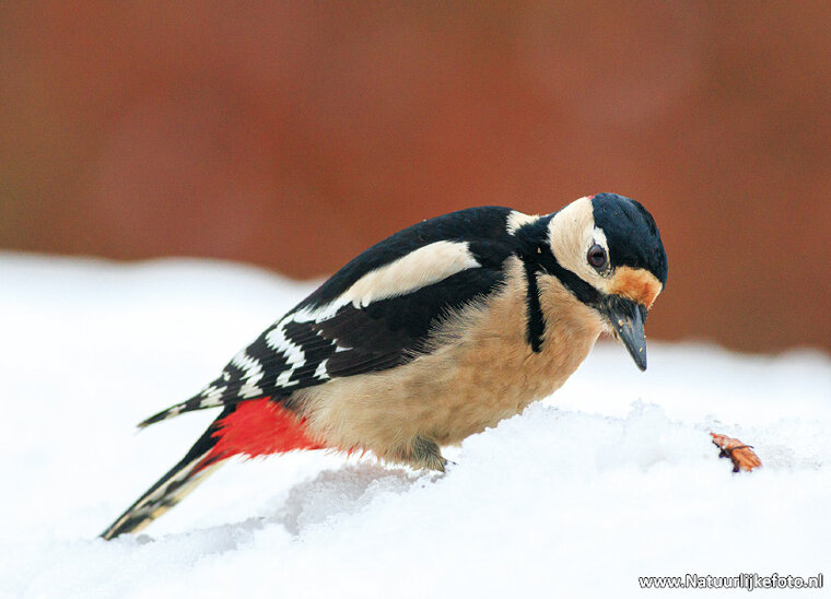 ansichtkaart grote bonte specht in de sneeuw (0816)