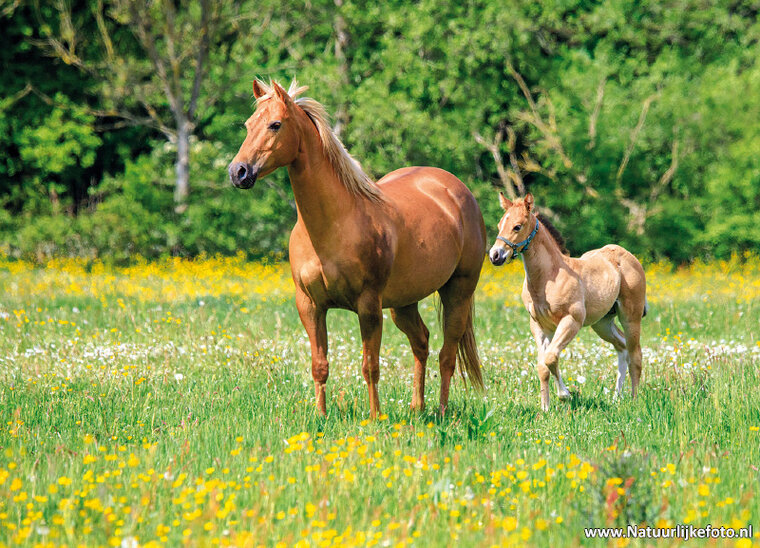 ansichtkaart paard met veulen (0704)