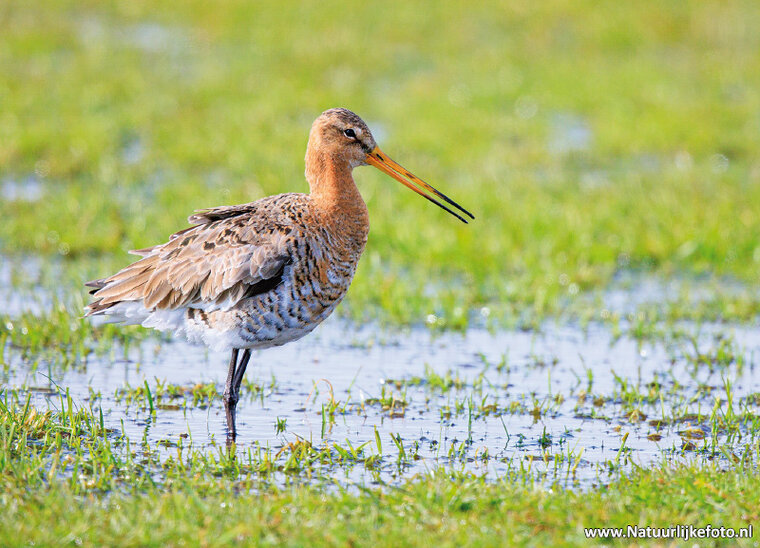 ansichtkaart nationale vogel - grutto (0706)