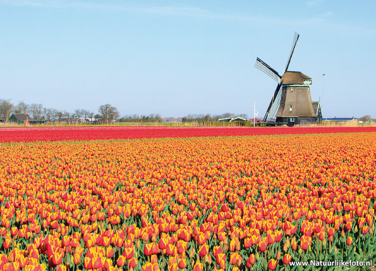 ansichtkaart molen O-T - ' Zand (0708)