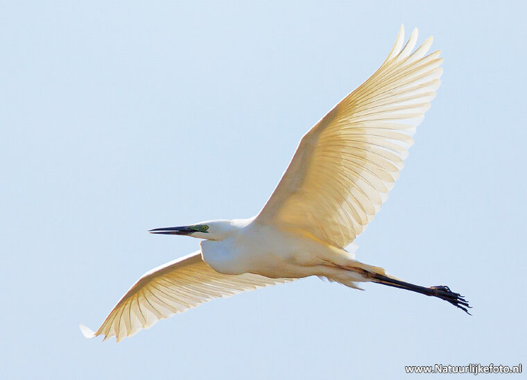 ansichtkaart grote zilverreiger (0709)