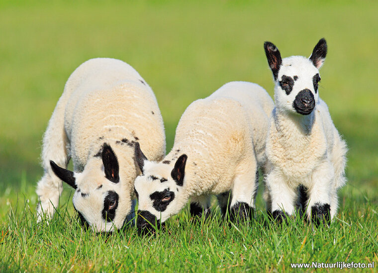 ansichtkaart Kerry Hill lammetjes (0714)
