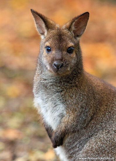 ansichtkaart Bennet wallaby (0746)