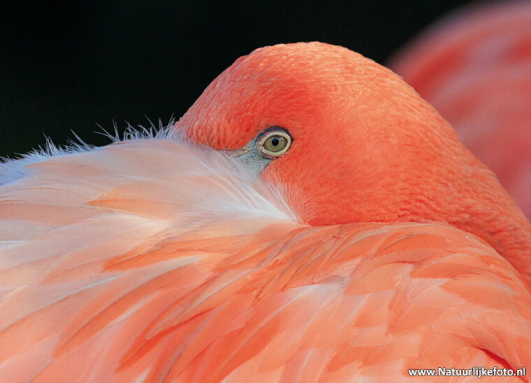 ansichtkaart flamingo (0753)