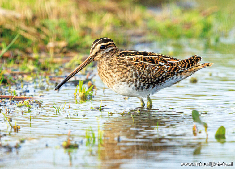 ansichtkaart watersnip (0756)