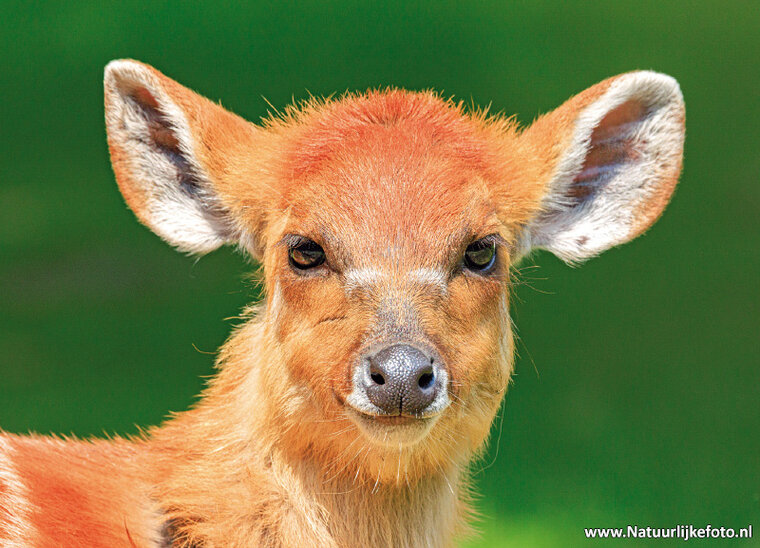 ansichtkaart Sitatoenga antilope (0783)