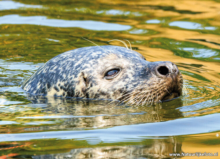 ansichtkaart zeehond (0784)