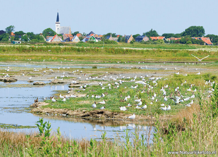 ansichtkaart de Petten op Texel (0789)