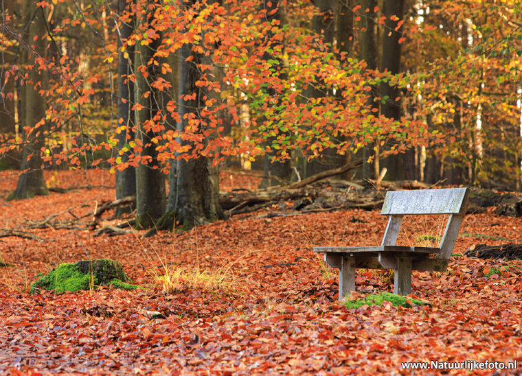 ansichtkaart herfstbankje - Dwingelderveld (0608)