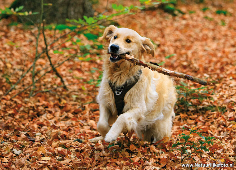 ansichtkaart golden retriever hond (0611)