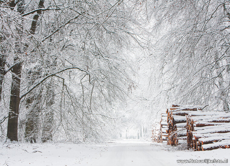 ansichtkaart winterlaantje met boomstammen (0620)