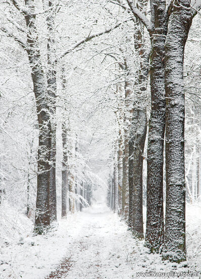 ansichtkaart winterslaantje (0624)
