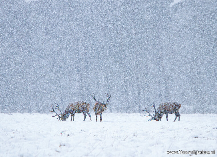 ansichtkaart edelherten in de sneeuw (0627)