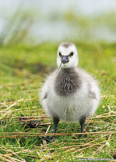 ansichtkaart jonge Canadese gans (0649)