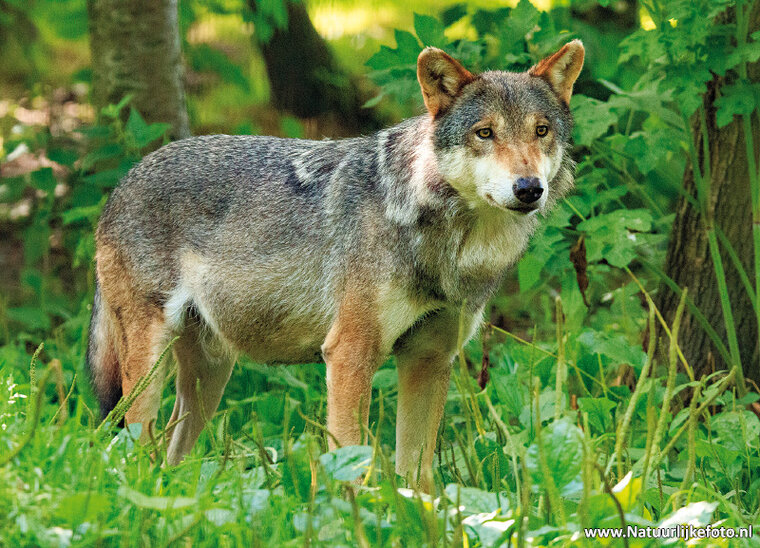 ansichtkaart wolf (0654)