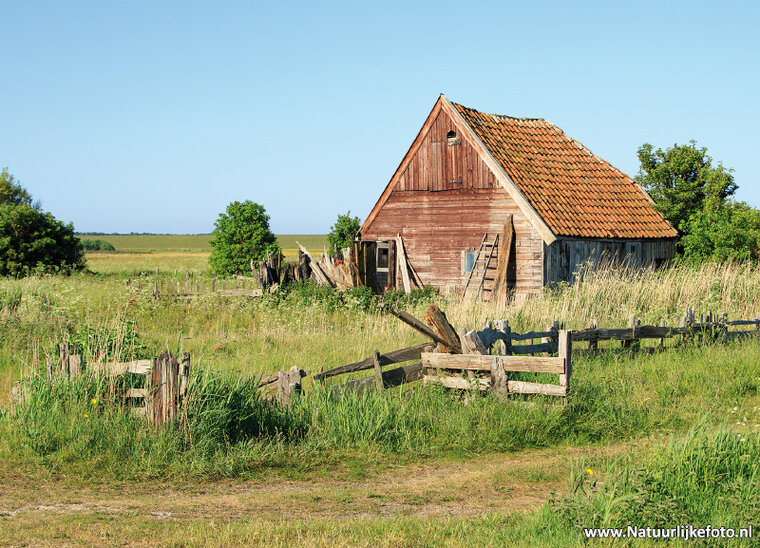 ansichtkaart schapenboet op Texel (0662)