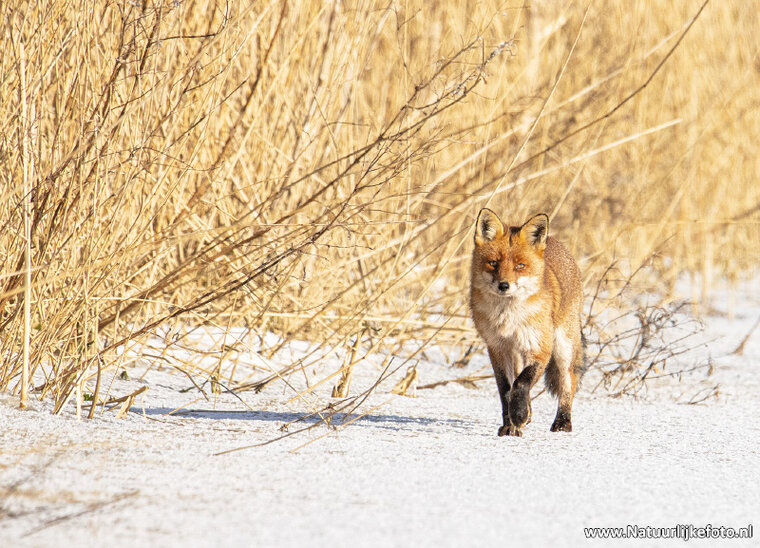 ansichtkaart vos in de winter (0687)