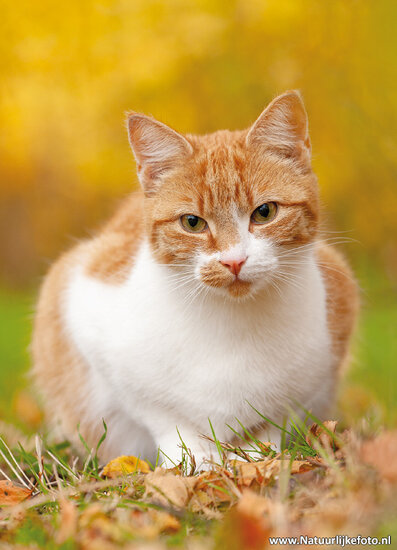 ansichtkaart poes (0691) ansichtkaart poes (0691)