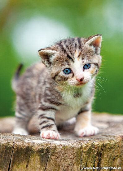 ansichtkaart poes (0695)