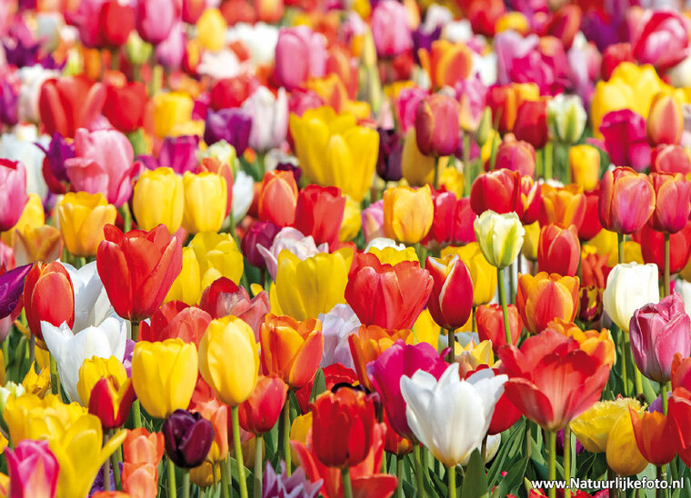 ansichtkaart tulpenveld (0698)