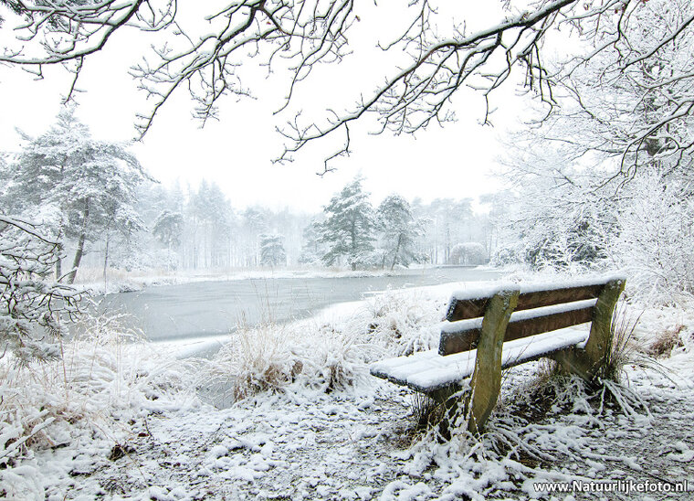 ansichtkaart Freulevijver in de winter (0504)