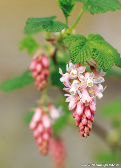 ansichtkaart ribes (0521)